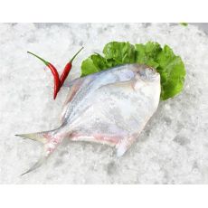 鯧魚(yú)